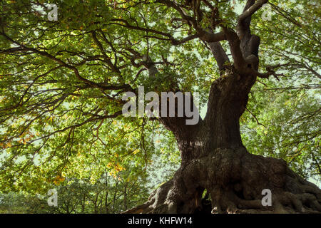 Ancienne Mighty Oak Tree avec des racines enchevêtrées - La forêt d'Epping, Loughton , , Londres Banque D'Images