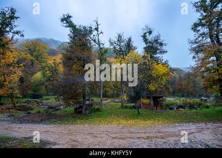 Automne rural paysage avec des arbres, bois de grange Banque D'Images