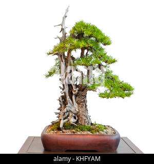 Vieux mélèze conifère isolé blanc avec le bois mort comme arbre de bonzaies Banque D'Images