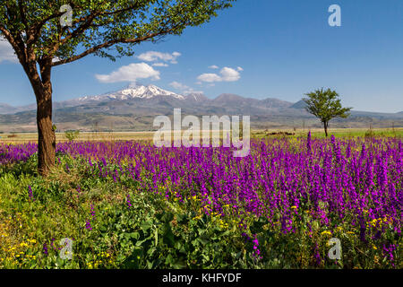 Vue sur le mont Erciyes à Kayseri, au printemps par les fleurs sauvages. Banque D'Images