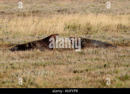 La lutte contre les phoques gris (Halichoerus grypus) Banque D'Images