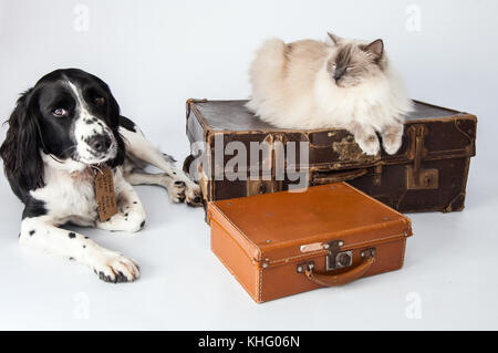 Ragdoll Cat & Springer Spaniel dans un photoshoot Banque D'Images