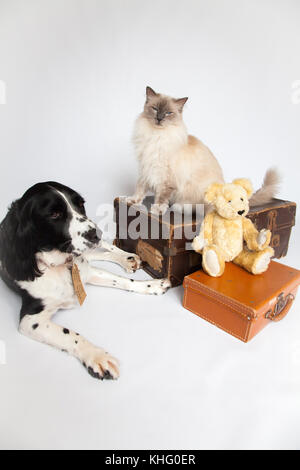 Ragdoll Cat & Springer Spaniel dans un photoshoot Banque D'Images