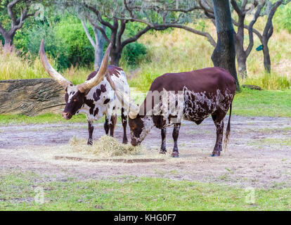 Le pâturage du bétail watusi ankole Banque D'Images