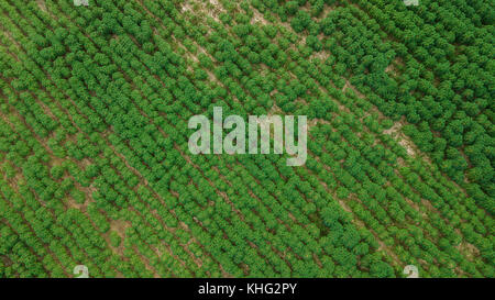 Vue aérienne de la plantation de manioc. Banque D'Images