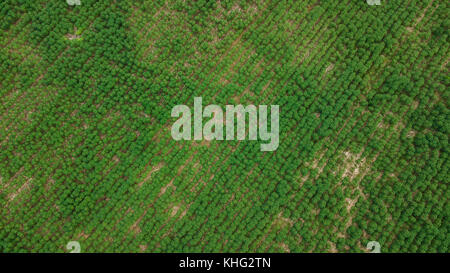 Vue aérienne de la plantation de manioc. Banque D'Images