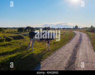 Vaches paissant calmement sur une route vide dans le sud de la Suède, Agriculture biologique Banque D'Images