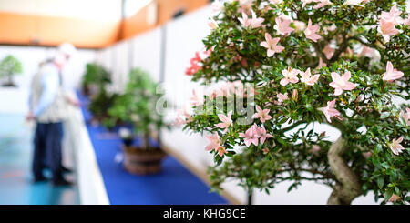 Azalea bonsaï arbre sur une exposition avec les visiteurs, vue panoramique Banque D'Images