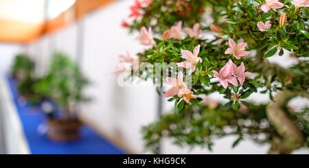 Fleurs roses d'un rhododendron indicum (azalée) bonsai arbre sur une exposition Banque D'Images