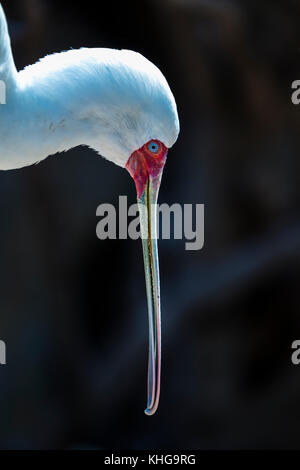 Spatule d'Afrique (Platalea alba) Banque D'Images