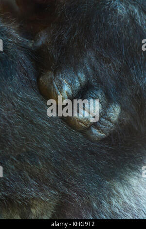 Gorille de plaine de l'ouest (Gorilla gorilla gorilla) Banque D'Images