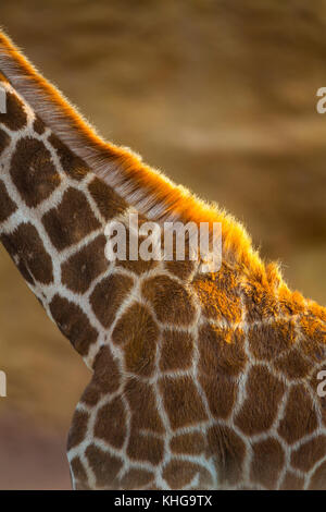 Rothschild Girafe (Giraffa camelopardalis rothschildi)b Banque D'Images