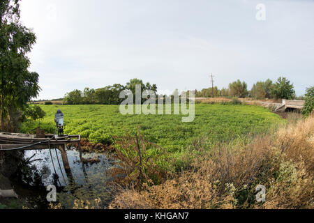 Ministère de l'Agriculture des États-Unis (USDA) Natural Resources conservation Service (NRCS) Gilsizer Slough Project, près de South Township Rd, Yuba City, CA, le vendredi 28 août 2015. Le projet comprend l'installation de 40 systèmes d'irrigation à haut rendement (50 % d'économie d'eau) et de 40 cultures de couverture végétative et bandes de filtration, ainsi que l'adoption de pratiques de gestion des nutriments et des ravageurs par 40 producteurs. Le champ a des bermes qui contiennent ce verger de prunier (non lié aux projets de l'USDA) qui utilise normalement l'irrigation d'inondation pour couvrir le sol avec l'eau de surface pompée (vue) de la ferme adjacente de Gilsizer. B Banque D'Images