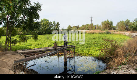 Ministère de l'Agriculture des États-Unis (USDA) Natural Resources conservation Service (NRCS) Gilsizer Slough Project, près de South Township Rd, Yuba City, CA, le vendredi 28 août 2015. Le projet comprend l'installation de 40 systèmes d'irrigation à haut rendement (50 % d'économie d'eau) et de 40 cultures de couverture végétative et bandes de filtration, ainsi que l'adoption de pratiques de gestion des nutriments et des ravageurs par 40 producteurs. Le champ a des bermes qui contiennent ce verger de prunier (non lié aux projets de l'USDA) qui utilise normalement l'irrigation d'inondation pour couvrir le sol avec l'eau de surface pompée (vue) de la ferme adjacente de Gilsizer. B Banque D'Images