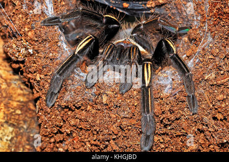 Tarantula (Ephebopus murinus squelette) Banque D'Images