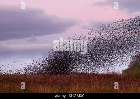 Burscough, Lancashire, UK Weather 16 novembre 2017. Plus mumurate troupeaux Starling Martin simple réserve naturelle à l'aube comme une foule estimée à cinquante mille étourneaux prendre à l'air après une nuit froide dans le Lancashire rural. Le début de l'hiver comme mumurations ces déclencheurs d'énormes troupeaux d'oiseaux grégaires se rassemblent pour trouver des gîtes communaux. Le murmure ou chatter, l'interaction et la communication entre les oiseaux comme ils volent, est assez intense. Ces écrans sont les plus importantes depuis les années 12 et sont pour attirer un grand nombre d'observateurs d'oiseaux de la région. Crédit. /AlamyLiveNews MediaWorldImages Banque D'Images