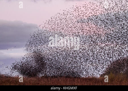 Burscough, Lancashire, UK Weather 16 novembre 2017. Plus mumurate troupeaux Starling Martin simple réserve naturelle à l'aube comme une foule estimée à cinquante mille étourneaux prendre à l'air après une nuit froide dans le Lancashire rural. Le début de l'hiver comme mumurations ces déclencheurs d'énormes troupeaux d'oiseaux grégaires se rassemblent pour trouver des gîtes communaux. Le murmure ou chatter, l'interaction et la communication entre les oiseaux comme ils volent, est assez intense. Ces écrans sont les plus importantes depuis les années 12 et sont pour attirer un grand nombre d'observateurs d'oiseaux de la région. Crédit. /AlamyLiveNews MediaWorldImages Banque D'Images