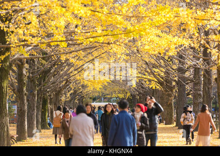 Tokyo, Japon. 16 novembre 2017. De nombreux visiteurs apprécient le fait de photographier et de faire du wathing des arbres gingko dans le parc Shouwa Kinen de Tachikawa Tokyo. Credit: Yuichiro Tashiro /Alay Live News Banque D'Images