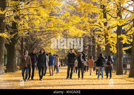 Tokyo, Japon. 16 novembre 2017. De nombreux visiteurs apprécient le fait de photographier et de faire du wathing des arbres gingko dans le parc Shouwa Kinen de Tachikawa Tokyo. Credit: Yuichiro Tashiro /Alay Live News Banque D'Images