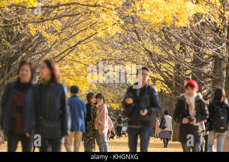 Tokyo, Japon. 16 novembre 2017. De nombreux visiteurs apprécient le fait de photographier et de faire du wathing des arbres gingko dans le parc Shouwa Kinen de Tachikawa Tokyo. Credit: Yuichiro Tashiro /Alay Live News Banque D'Images