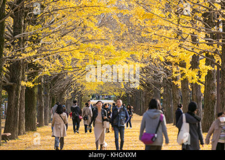 Tokyo, Japon. 16 novembre 2017. De nombreux visiteurs apprécient le fait de photographier et de faire du wathing des arbres gingko dans le parc Shouwa Kinen de Tachikawa Tokyo. Credit: Yuichiro Tashiro /Alay Live News Banque D'Images