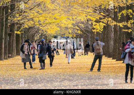 Tokyo, Japon. 16 novembre 2017. De nombreux visiteurs apprécient le fait de photographier et de faire du wathing des arbres gingko dans le parc Shouwa Kinen de Tachikawa Tokyo. Credit: Yuichiro Tashiro /Alay Live News Banque D'Images