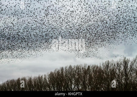 Burscough, Merseyside, UK Weather 17 novembre 2017. Plus mumurate spectaculaires troupeaux Starling Martin Mere nature réserver au coucher du soleil car on estime que cinquante mille étourneaux se rassemblent à l'apparition d'un hiver froid, et au début de nuits déclenche ce rassemblement d'automne et les groupements. Le murmure ou chatter, l'interaction entre le nombre énorme comme ils volent, est assez intense et est pensé pour faire partie d'une sorte de communication. Ces énormes troupeaux sont le plus grand vu dans le dernier depuis 12 ans et s'attirer un grand nombre d'observateurs d'oiseaux de la région. Crédit. /AlamyLiveNews MediaWorldImages Banque D'Images