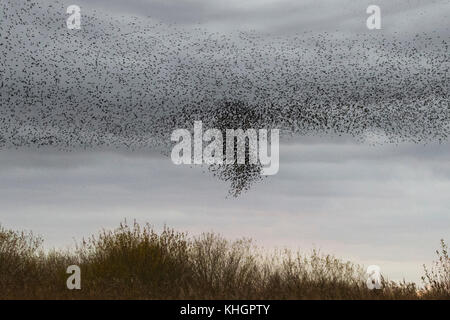 Burscough, Merseyside, UK Weather 17 novembre 2017. Plus mumurate spectaculaires troupeaux Starling Martin Mere nature réserver au coucher du soleil car on estime que cinquante mille étourneaux se rassemblent à l'apparition d'un hiver froid, et au début de nuits déclenche ce rassemblement d'automne et les groupements. Le murmure ou chatter, l'interaction entre le nombre énorme comme ils volent, est assez intense et est pensé pour faire partie d'une sorte de communication. Ces énormes troupeaux sont le plus grand vu dans le dernier depuis 12 ans et s'attirer un grand nombre d'observateurs d'oiseaux de la région. Crédit. /AlamyLiveNews MediaWorldImages Banque D'Images