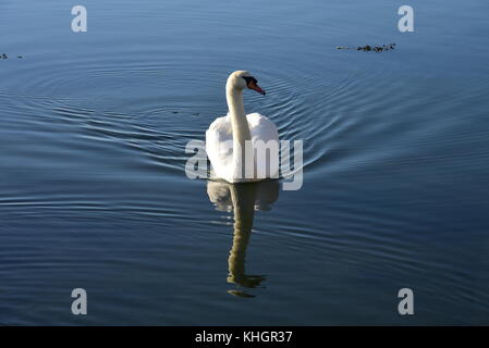 Le Hampshire, au Royaume-Uni. 17 novembre, 2017. les oiseaux, les animaux et les gens profiter de belles automne météo à Lymington et marais keyhaven réserve naturelle locale. Hampshire, Royaume-Uni. 17 novembre, 2017. crédit : Ajit wick/Alamy live news Banque D'Images