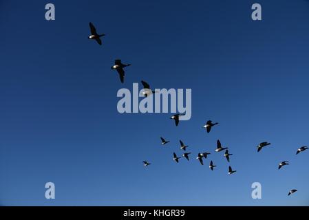 Le Hampshire, au Royaume-Uni. 17 novembre, 2017. les oiseaux, les animaux et les gens profiter de belles automne météo à Lymington et marais keyhaven réserve naturelle locale. Hampshire, Royaume-Uni. 17 novembre, 2017. crédit : Ajit wick/Alamy live news Banque D'Images