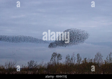 Burscough, Merseyside, UK Weather 19 novembre 2017. Plus mumurate spectaculaires troupeaux Starling Martin Mere nature réserver au coucher du soleil car on estime que 50 000 étourneaux se rassemblent à l'apparition d'un hiver froid, et au début de l'thje nuits déclenche ce rassemblement d'automne et les groupements. Le murmure ou chatter, l'interaction entre le nombre énorme comme ils volent, est assez intense et est pensé pour faire partie d'une sorte de communication. Ces énormes troupeaux sont le plus grand vu dans le dernier depuis 12 ans et s'attirer un grand nombre d'observateurs d'oiseaux de la région. Crédit. /AlamyLiveNews MediaWorldImages Banque D'Images