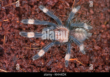 Bandoulière vénézuélienne (Psalmopoeus irminia) Banque D'Images