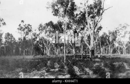 214986 plantation de coton dans le district d'Émeraude, 1923 Banque D'Images