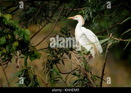Le Héron garde-boeufs (Bubulcus ibis) perché sur une tige de roseau et battre des ailes. Beuatiful aigrette avec bec rouge. Banque D'Images