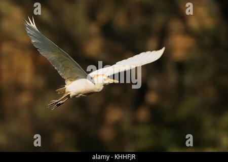 Le Héron garde-boeufs (Bubulcus ibis) capturées en vol. Banque D'Images