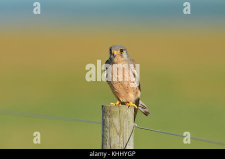 Un faucon crécerelle (Falco tinnunculus) avec du sang sur son bec, perché sur un piquet de clôture, après la chasse, Norfolk, England, UK Banque D'Images