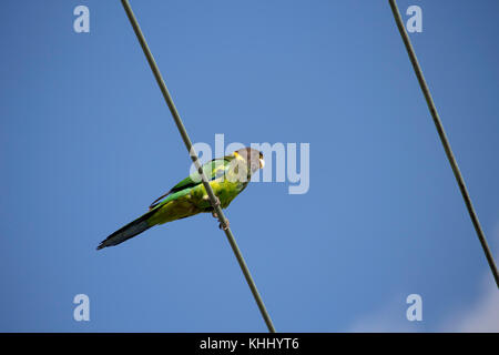 Un drapeau vert à collier (Barnardius zonarius australien) un perroquet originaire de l'Australie, situé sur une ligne d'alimentation sur un beau jour Banque D'Images