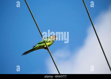 Un drapeau vert à collier (Barnardius zonarius australien) un perroquet originaire de l'Australie, situé sur une ligne d'alimentation sur un beau jour Banque D'Images