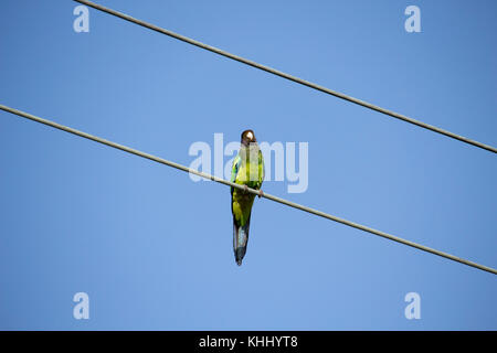 Un drapeau vert à collier (Barnardius zonarius australien) un perroquet originaire de l'Australie, situé sur une ligne d'alimentation sur un beau jour Banque D'Images