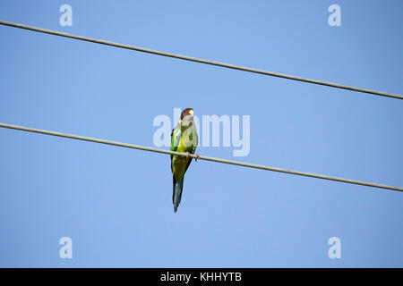 Un drapeau vert à collier (Barnardius zonarius australien) un perroquet originaire de l'Australie, situé sur une ligne d'alimentation sur un beau jour Banque D'Images