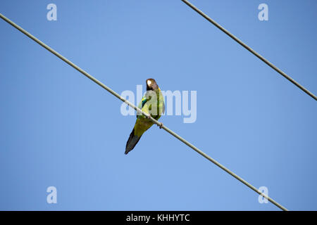 Un drapeau vert à collier (Barnardius zonarius australien) un perroquet originaire de l'Australie, situé sur une ligne d'alimentation sur un beau jour Banque D'Images