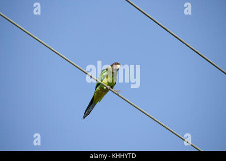 Un drapeau vert à collier (Barnardius zonarius australien) un perroquet originaire de l'Australie, situé sur une ligne d'alimentation sur un beau jour Banque D'Images