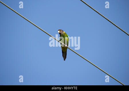 Un drapeau vert à collier (Barnardius zonarius australien) un perroquet originaire de l'Australie, situé sur une ligne d'alimentation sur un beau jour Banque D'Images