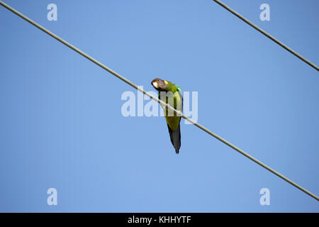 Un drapeau vert à collier (Barnardius zonarius australien) un perroquet originaire de l'Australie, situé sur une ligne d'alimentation sur un beau jour Banque D'Images