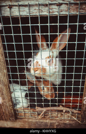 Dans une cage bunnies Banque D'Images