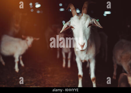 Dans une grange de chèvre Banque D'Images
