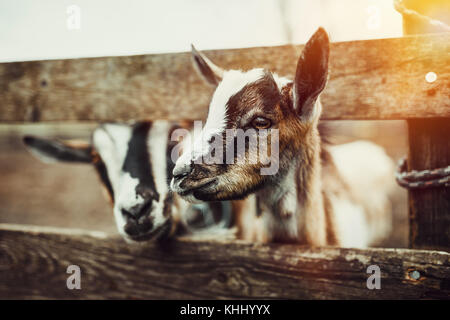 Chevres De Bebe Mignon Photo Stock Alamy