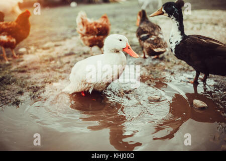 Gamme de canards vivants Banque D'Images