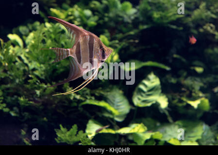 Poisson-ange Banque D'Images