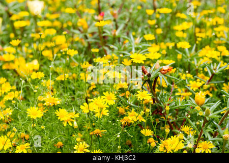 Dahlberg daisy en pleine floraison Banque D'Images